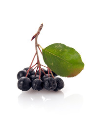 Aronia