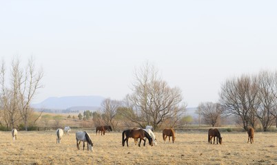 Fototapeta na wymiar BASOTHO PONIES ng winter pasture, Umzimkulu,kwazulu Natal