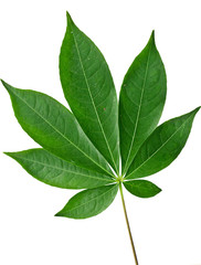 Closeup fresh green leaf with isolated background