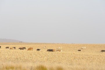 Fototapeta premium Nguni cattle graze on maize stubble, kwazulu Natal