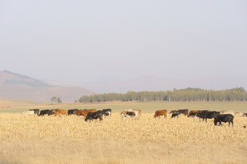 Nguni cattle graze on maize stubble, kwazulu Natal