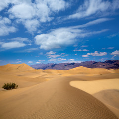 Fototapeta na wymiar Mesquite Wydmy pustynia w Death Valley National Park