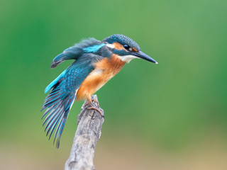 Common Kingfisher