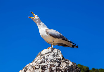 Screaming seagull on a background of blue sky close-up