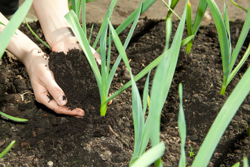 hands with soil