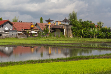Naklejka na ściany i meble rice fields on Bali