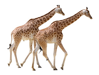 Isolated two giraffes walking