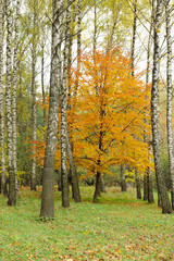 Obraz premium Collection of Beautiful Colorful Autumn Leaves