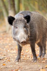 Male wild boar in autumn, in the forest