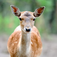Fallow deer