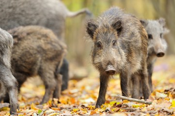 Male wild boar in autumn, in the forest