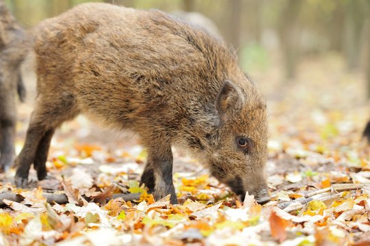 Male wild boar in autumn, in the forest