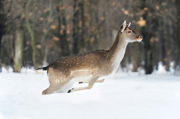 Naklejka na ściany i meble Wild deer runs along the edge of the forest