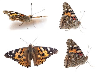 butterfly isolated on white