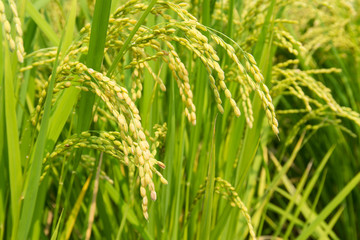 rice ripe