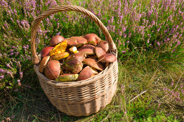 basket with mushrooms