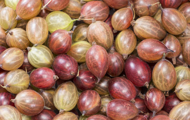 Gooseberries
