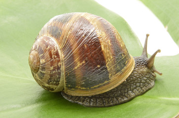 snail on green leaf