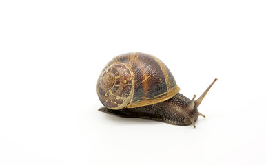 snail on white background