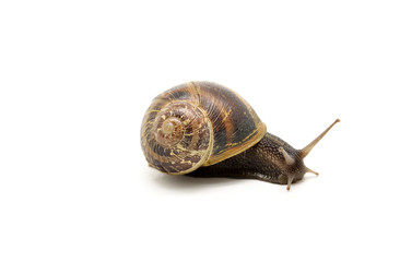 snail on white background
