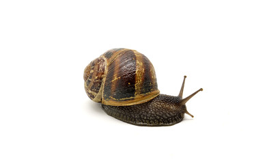 snail on white background