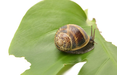 snail on green leaf