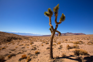 Death Valley joshua tree yucca plant