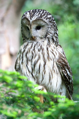 Ural Owl