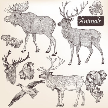 Collection of vector  hand drawn animals in vintage style
