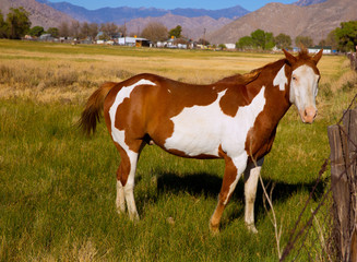 California pinto paint horse in farm