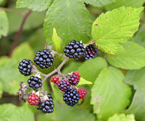 Blackberries black and red with green leaves close up