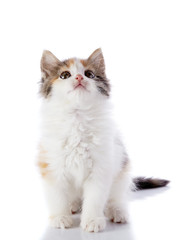 Small kitten on a white background.