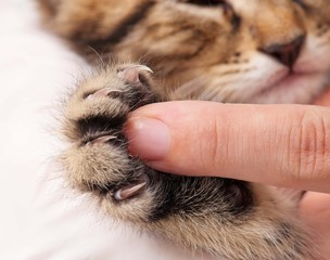 Kitten's paw
