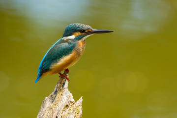 Common Kingfisher (Alcedo atthis) on the branch in nature
