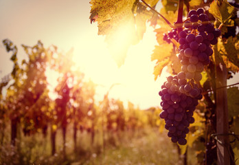 Vineyard at sunset in autumn harvest.