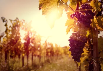 Fond de hotte en verre imprimé Vignoble Vignoble au coucher du soleil dans la récolte d& 39 automne.