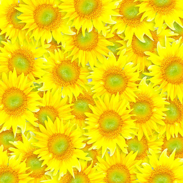 sun flowers