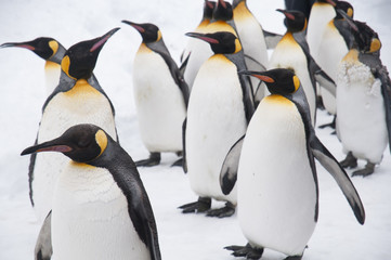 Obraz premium 旭山動物園のペンギン