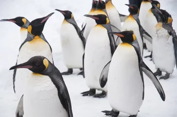Foto op Plexiglas Asahiyama dierentuin pinguïns © koume129