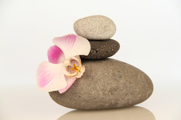 Fototapeta na wymiar Palette orchidée