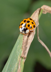 Fototapeta premium winziger Helfer, asiatischer Marienkäfer