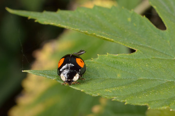 kleiner schwarzer asiatischer Marienkäfer