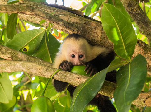 White Faced Capuchin