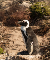 Single small baby penguin at Bettys Bay