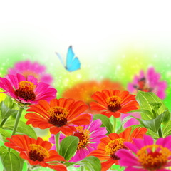 Fototapeta na wymiar Blue butterfly on colorful flowers.