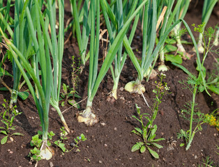 Close-up of the onion plantation in the vegetable garden