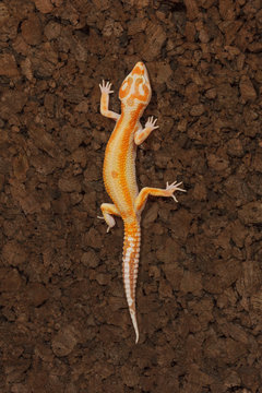 gecko