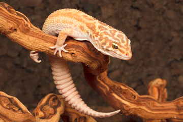 Gecko