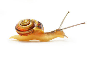 Small snail isolated on white background