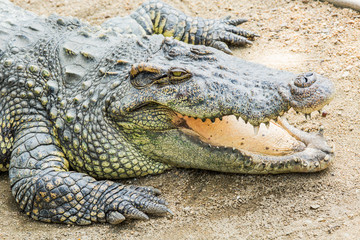 Closeup of the crocodile